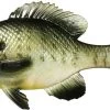 Coalition Bait Co. Gill Swimbait 1 Coalition Bait Co. Gill Swimbait -Fishing Tackle Shop coalition bait co gill swimbait 22399.1651247375