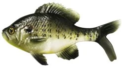 Coalition Bait Co. Gill Swimbait 11 Coalition Bait Co. Gill Swimbait -Fishing Tackle Shop coalition bait co gill swimbait 32432.1651247380