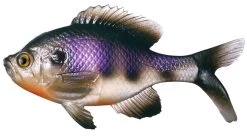 Coalition Bait Co. Gill Swimbait 9 Coalition Bait Co. Gill Swimbait -Fishing Tackle Shop coalition bait co gill swimbait 84235.1651247378