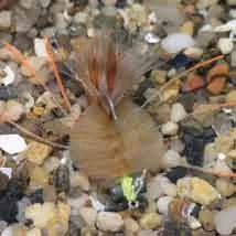 Enrico Puglisi EP Crab Saltwater Fly - Tan 3 Enrico Puglisi EP Crab Saltwater Fly - Tan