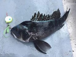 Shimano Lucanus Ultimate Seabass Kit 5 Shimano Lucanus Ultimate Seabass Kit -Fishing Tackle Shop tackledirect shimano lucanus ultimate seabass kit 08150.1651325949